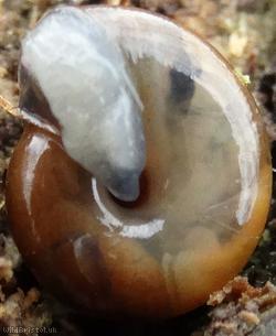 Garlic Snail