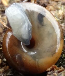 Garlic Snail