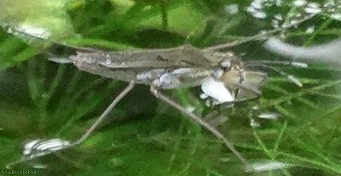 Common Pondskater