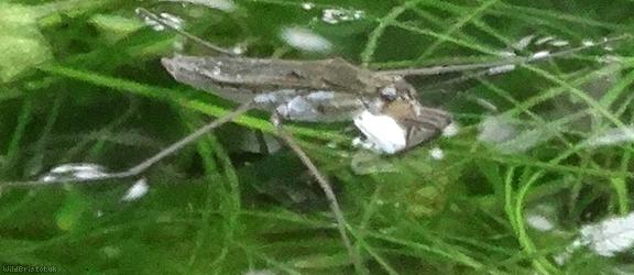 Common Pondskater