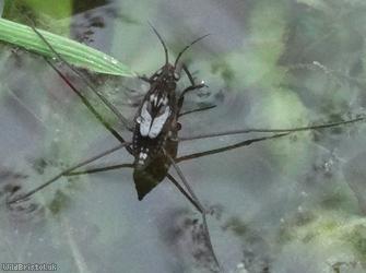 Common Pondskater