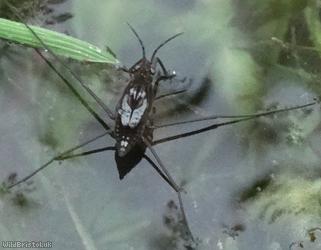 Common Pondskater