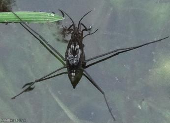 Common Pondskater