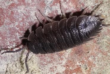 Common Rough Woodlouse