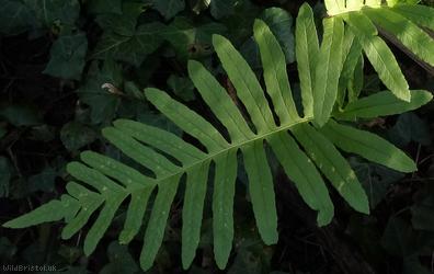 image for Southern Polypody