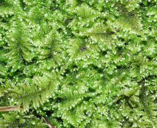 image for Comb-moss