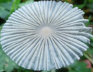 image for Pleated Inkcap