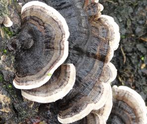 image for Turkeytail