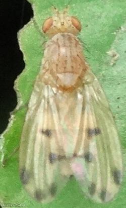 image for Meiosimyza decempunctata