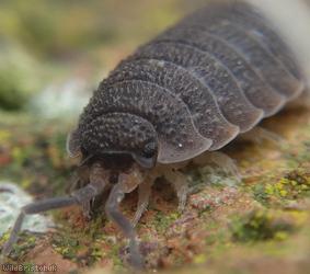 image for Common Rough Woodlouse