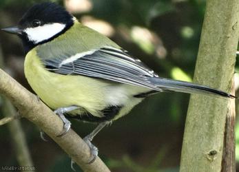 image for Great Tit