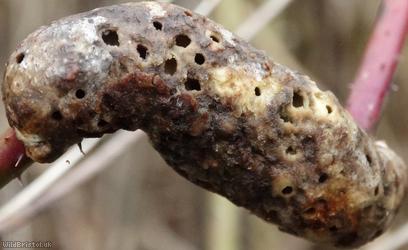 image for Gall wasps