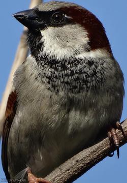 image for House Sparrow