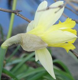 Wild Daffodil