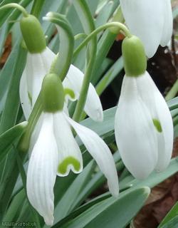 Snowdrop