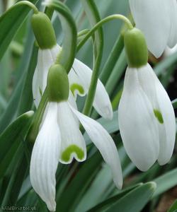 image for Snowdrop