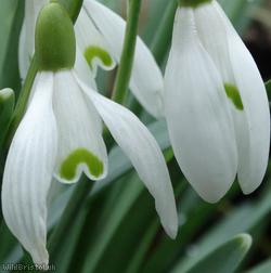 Snowdrop