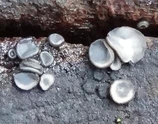 image for Common Grey Disco
