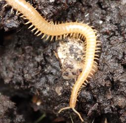image for Western Yellow Centipede