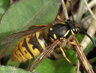 image for Common Wasp