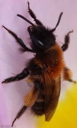 Gwynne's Mining Bee