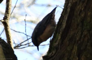 image for Nuthatches