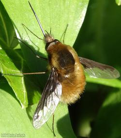image for Dark-edged Bee-fly