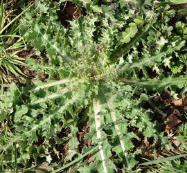 image for Prickly Sow-thistle