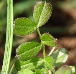 Common Vetch