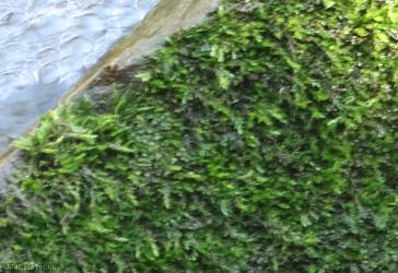 image for Long-beaked Water Feather-moss