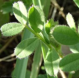 Common Vetch