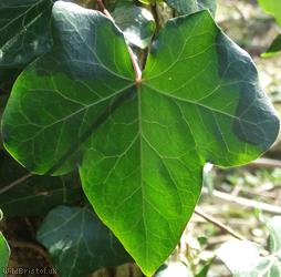 Common Ivy