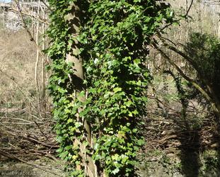 Common Ivy