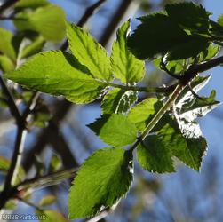 Elder
