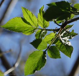 Elder