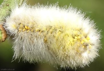 Grey Willow