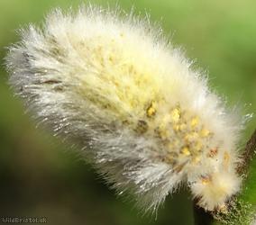 Grey Willow