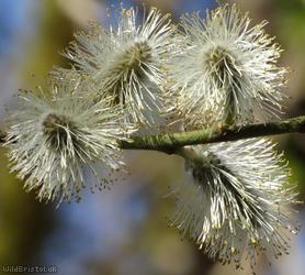 Grey Willow