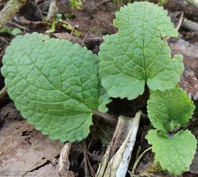 Hedge Woundwort