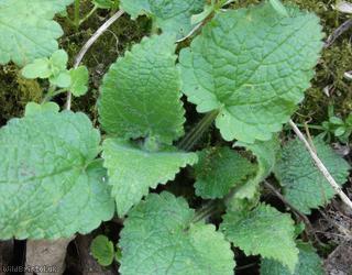 Hedge Woundwort
