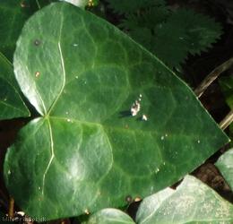 Common Ivy