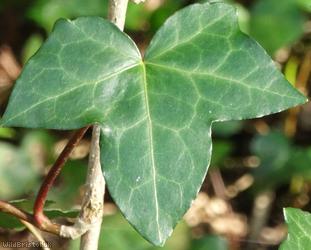 Common Ivy