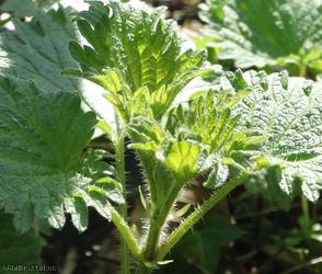 Common Nettle