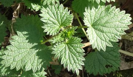 Common Nettle