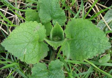 Hedge Woundwort