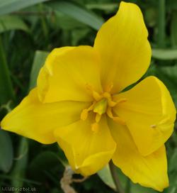 Wild Tulip