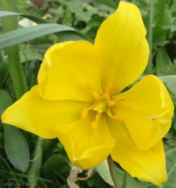 Wild Tulip
