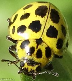 image for 22 Spot Ladybird
