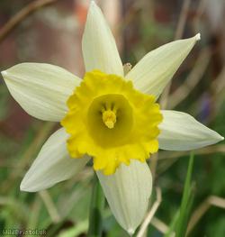image for Wild Daffodil