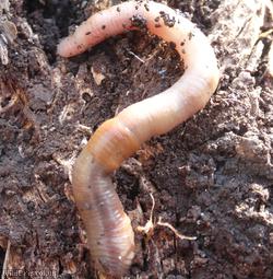 image for Common Earthworm